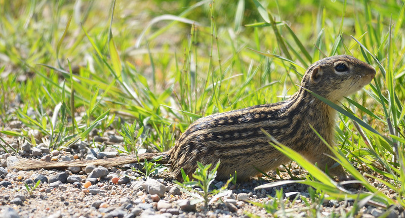 ジュウサンセンジリス