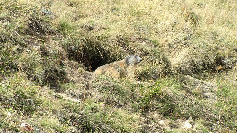 アルプスマーモット