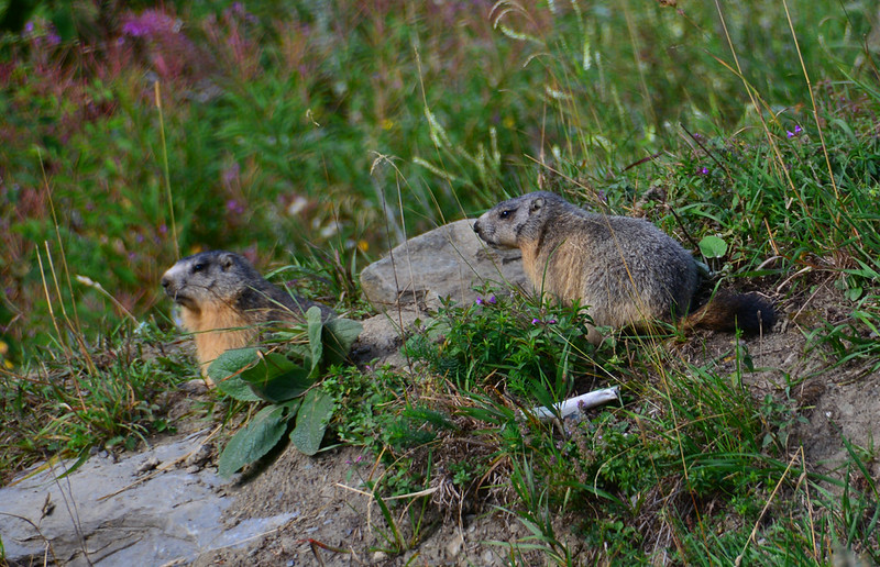 アルプスマーモット