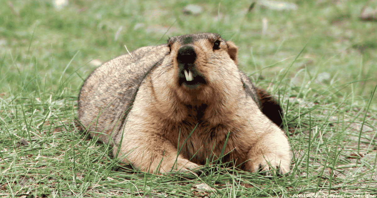 ヒマラヤマーモット