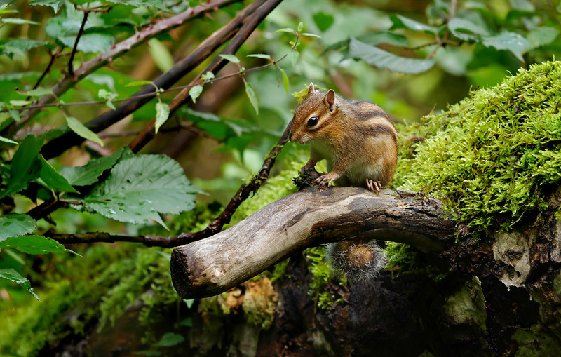 シベリアシマリス