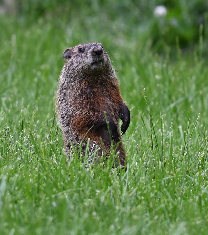 ウッドチャック