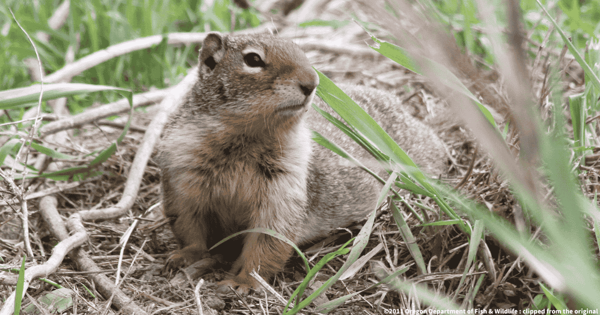 ベルディングジリス