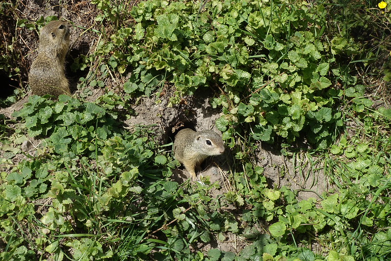 ヨーロッパハタリス