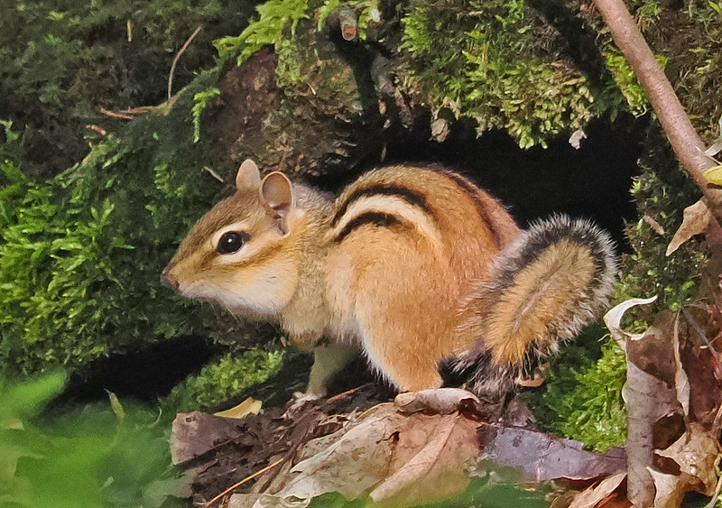 トウブシマリス