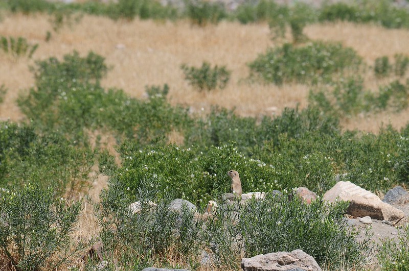 ヨーロッパハタリス