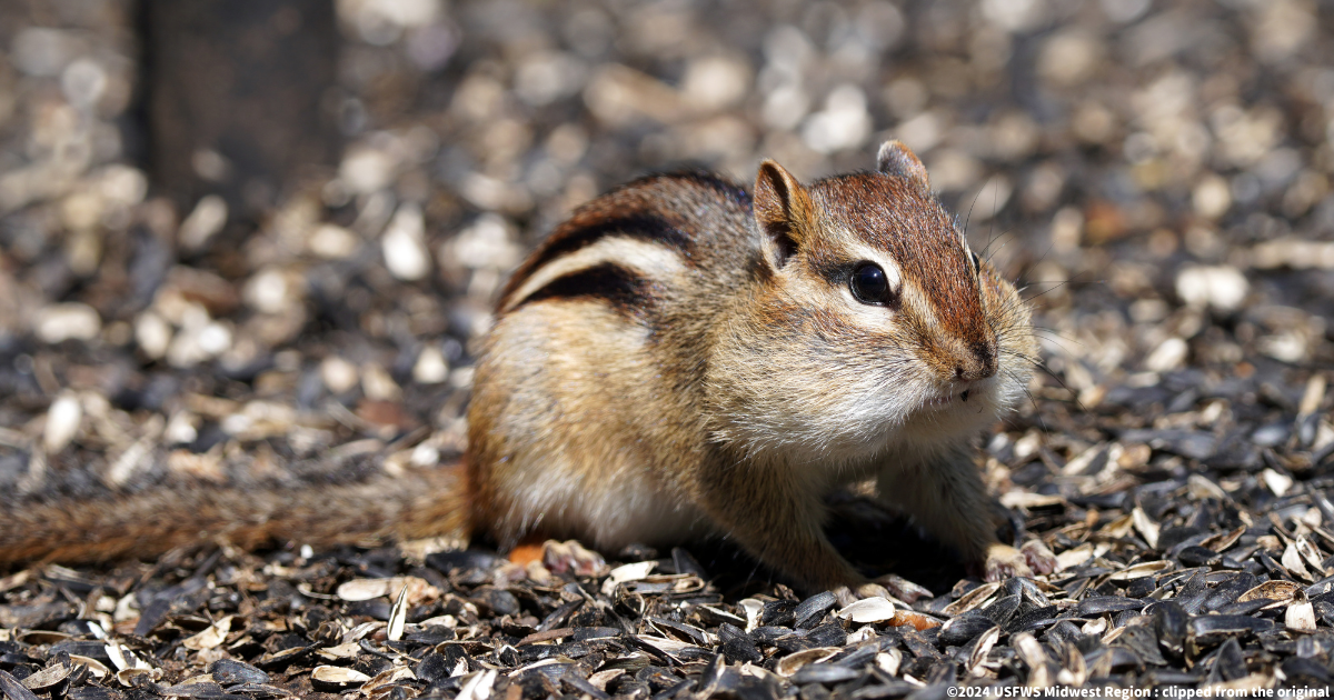 トウブシマリス