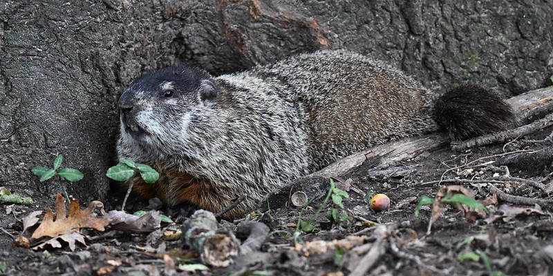 ウッドチャック