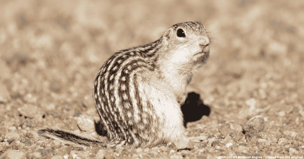 ジュウサンセンジリス