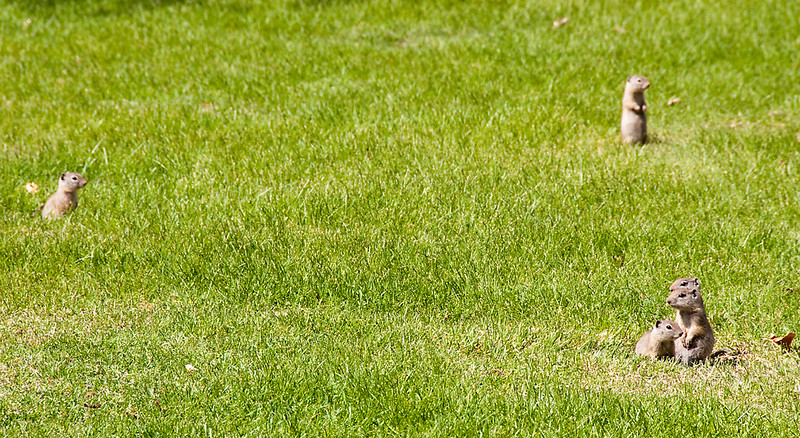 ベルディングジリス