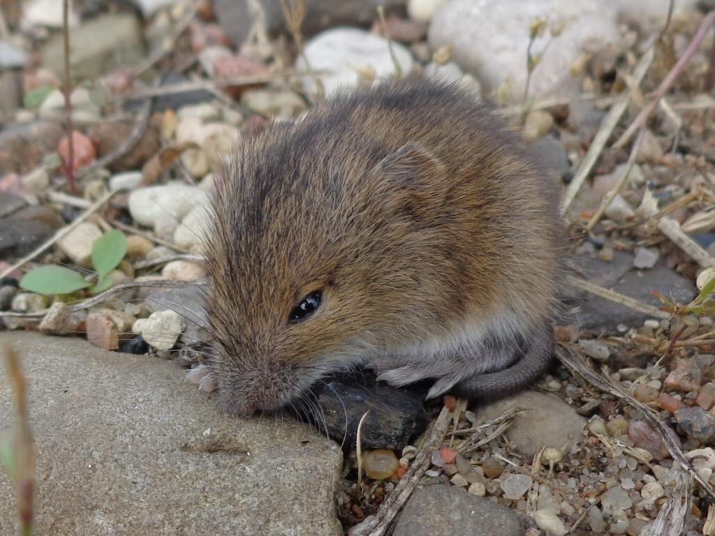 モリオナガネズミ