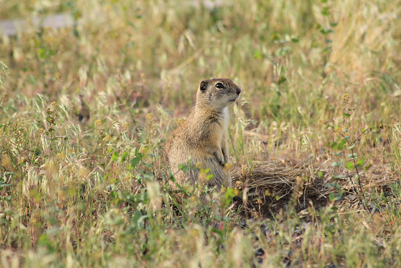 ベルディングジリス