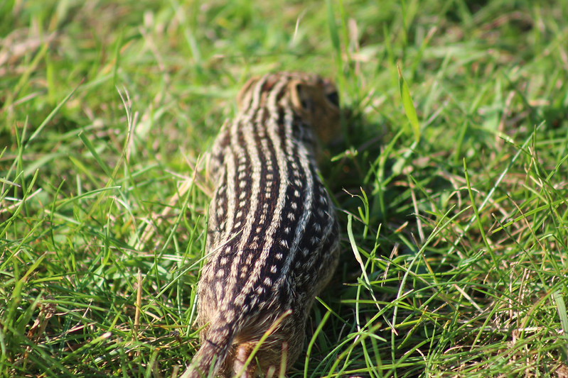 ジュウサンセンジリス