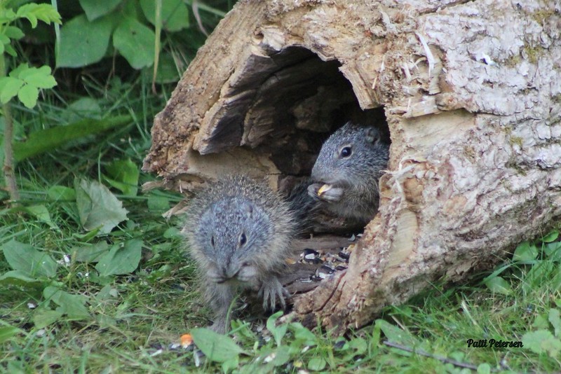 フランクリンジリス
