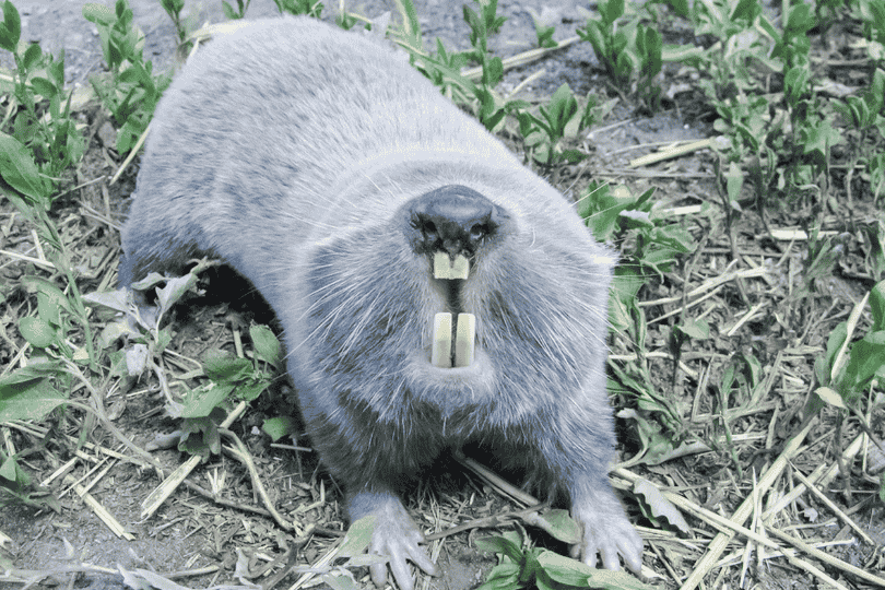 シロハラヒメメクラネズミ