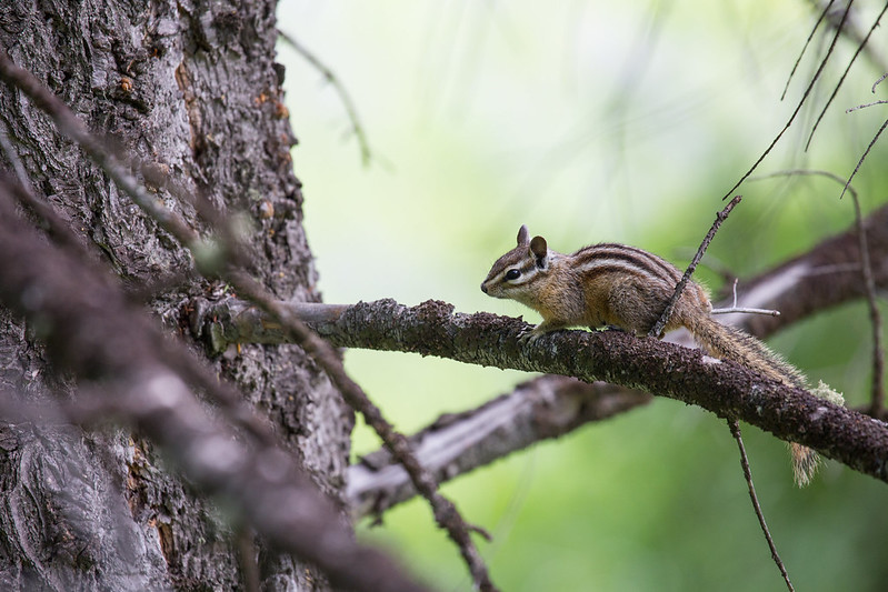 チビシマリス