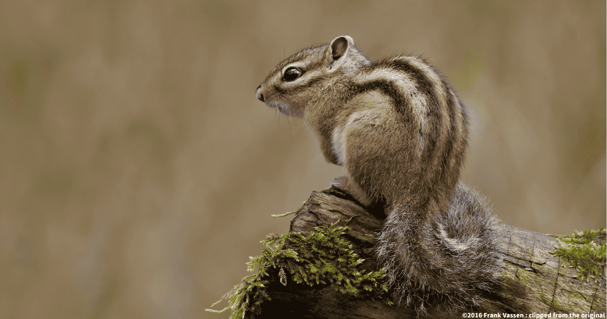 シベリアシマリス