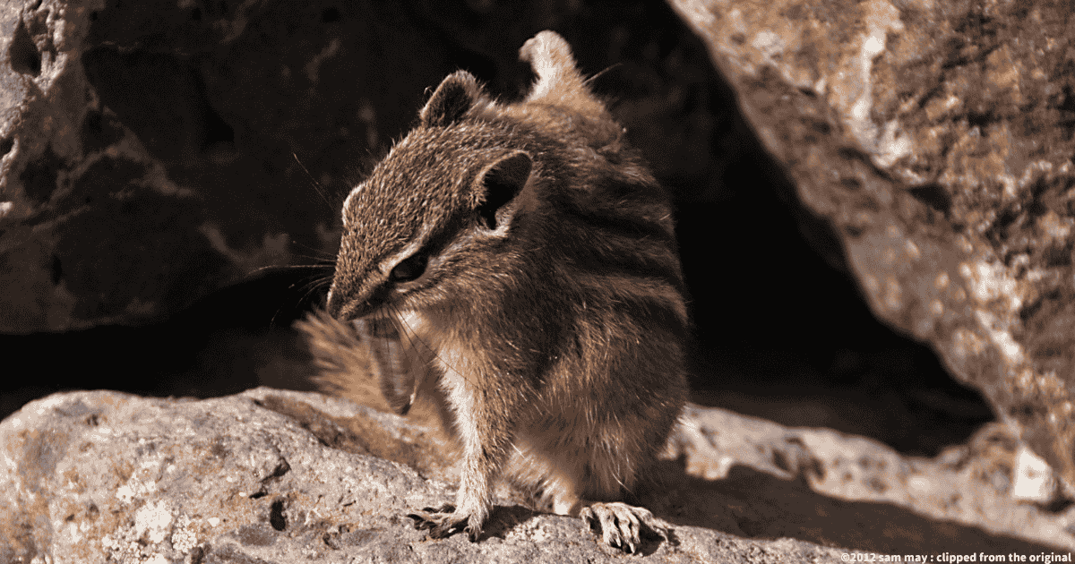 キマツシマリス