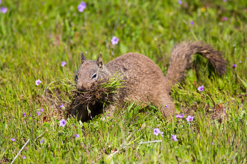 カリフォルニアジリス