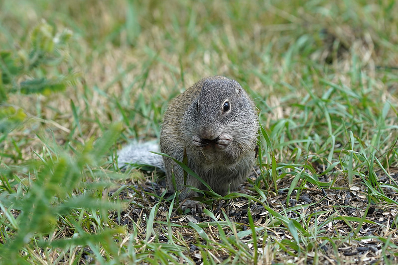 フランクリンジリス