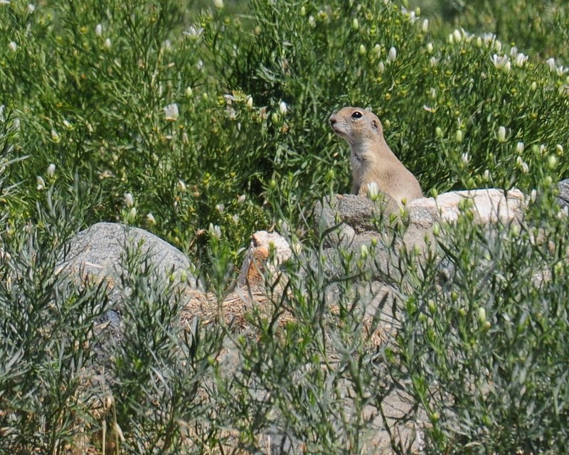 ヨーロッパハタリス