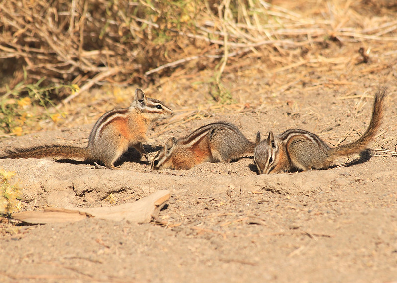 キマツシマリス
