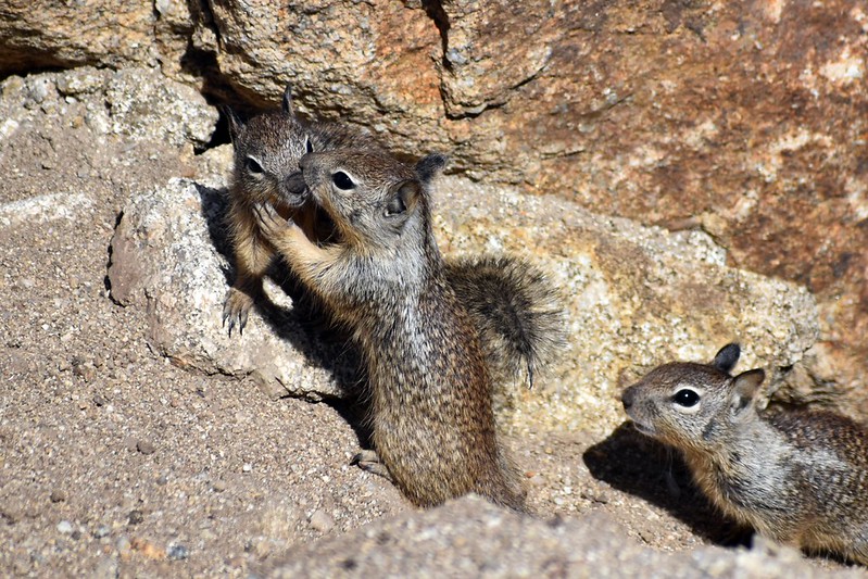 カリフォルニアジリス