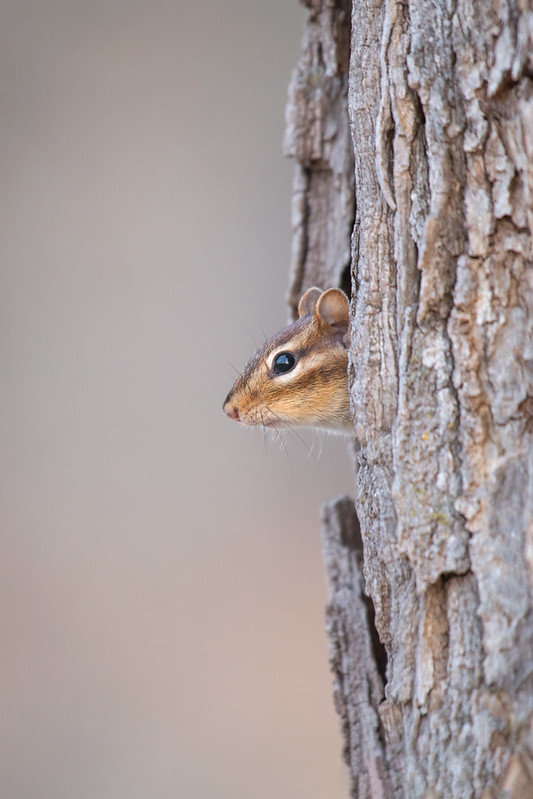 トウブシマリス