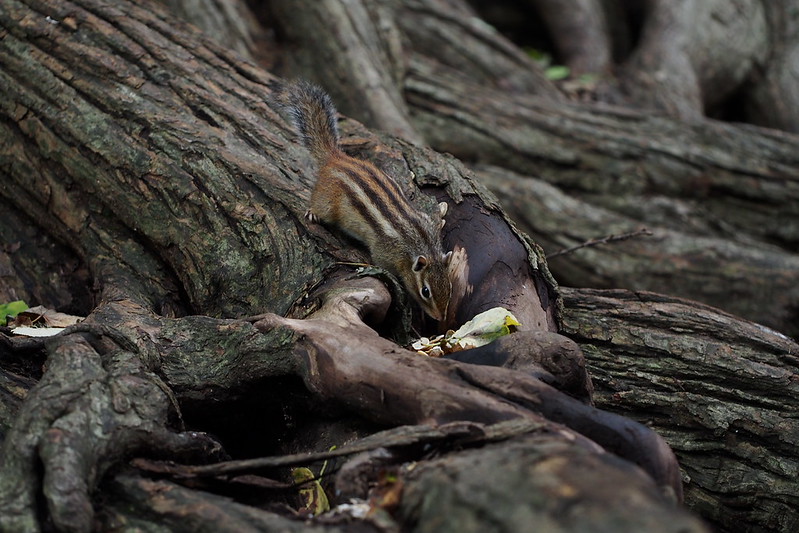 シベリアシマリス