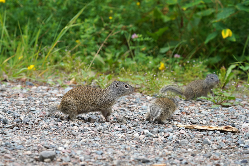 フランクリンジリス