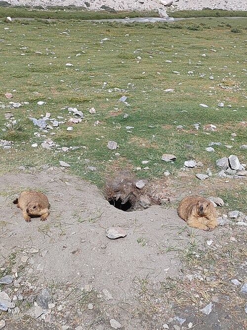 ヒマラヤマーモット