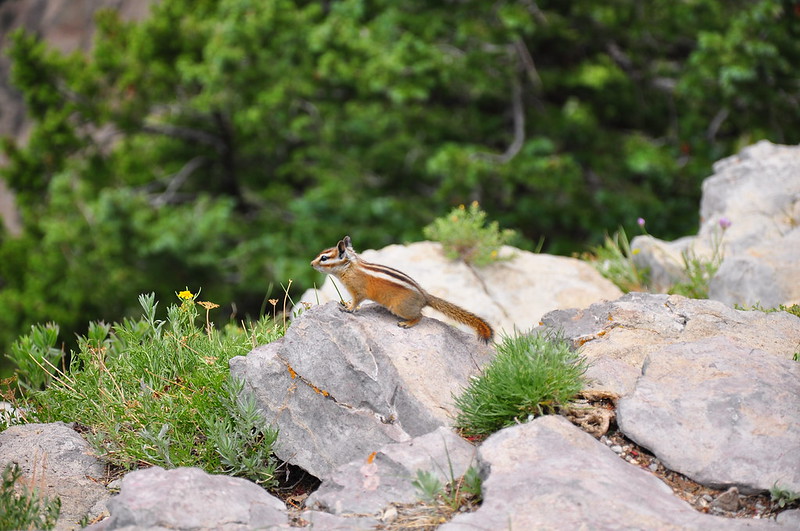 トウブシマリス