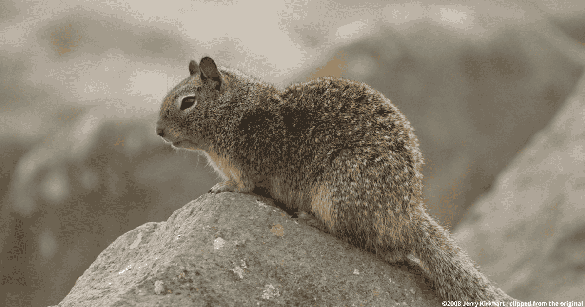 カリフォルニアジリス