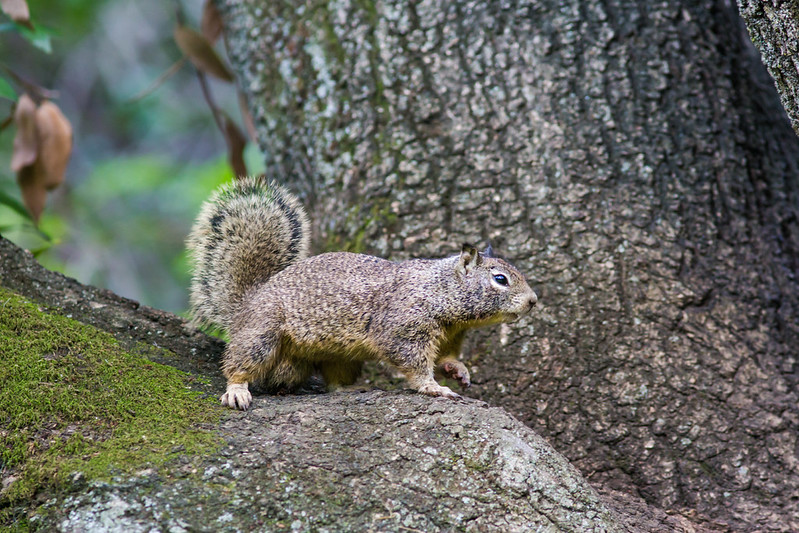 カリフォルニアジリス