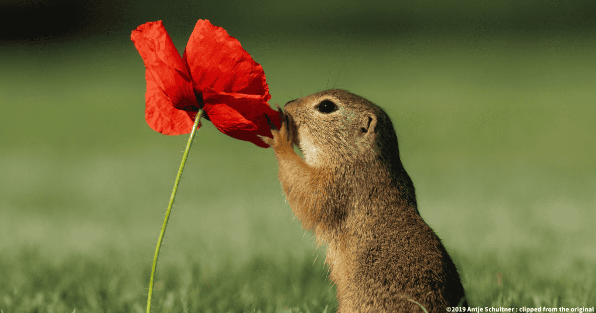 ヨーロッパハタリス