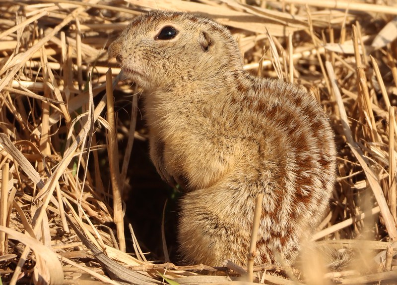 ジュウサンセンジリス