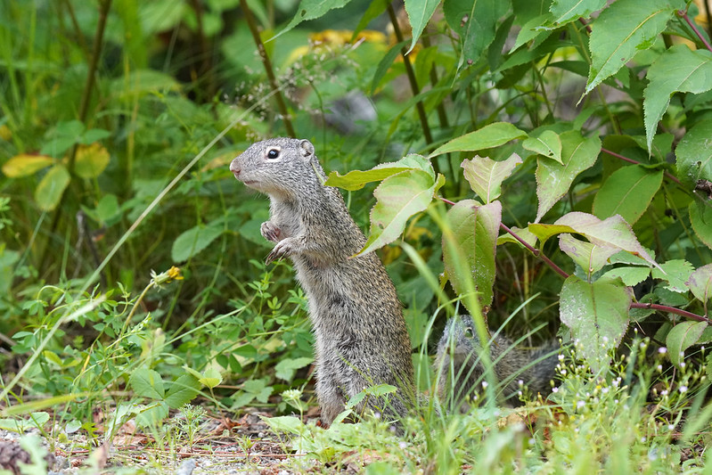 フランクリンジリス