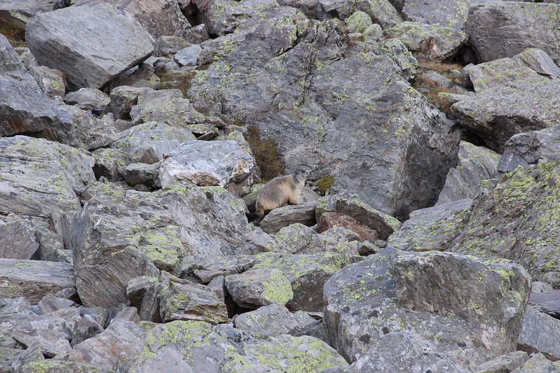 アルプスマーモット