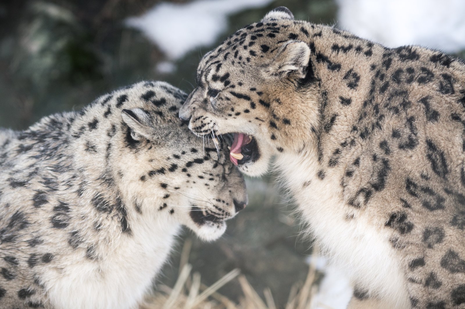 雪の中で寄り添う2頭のユキヒョウ