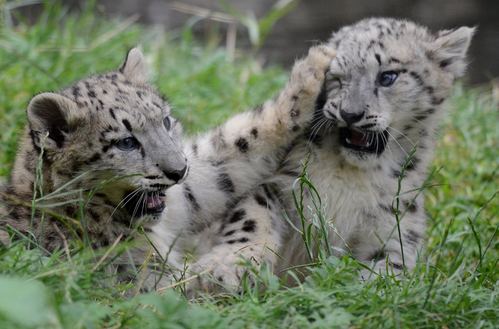 草地でじゃれ合うユキヒョウの幼獣