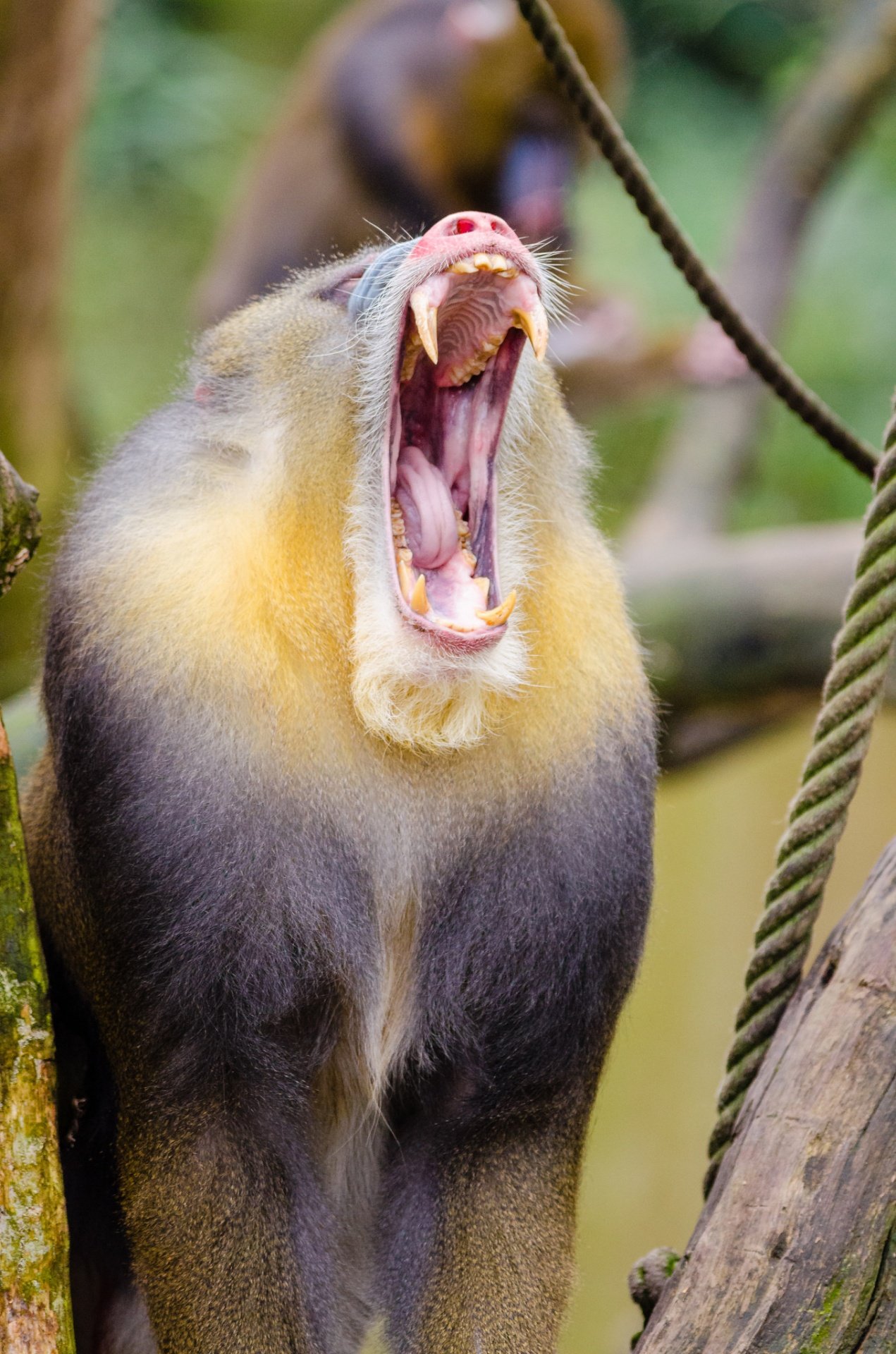 大口を開けて長牙を見せるマンドリル雄