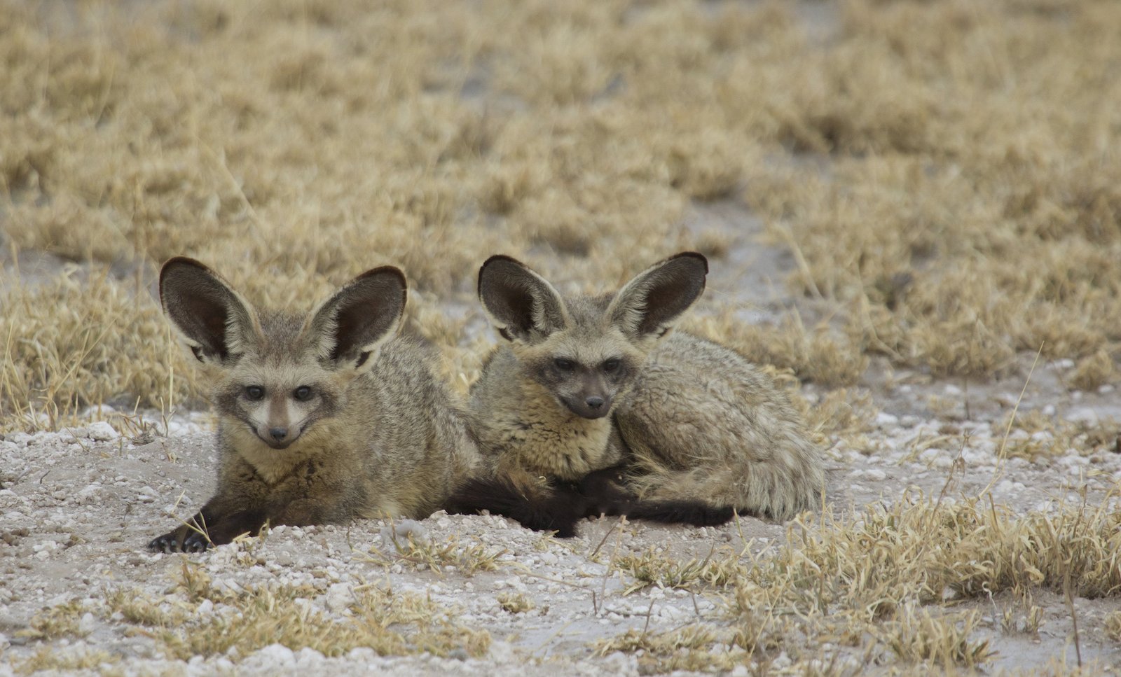 草地に伏せる大耳の2頭のオオミミギツネ