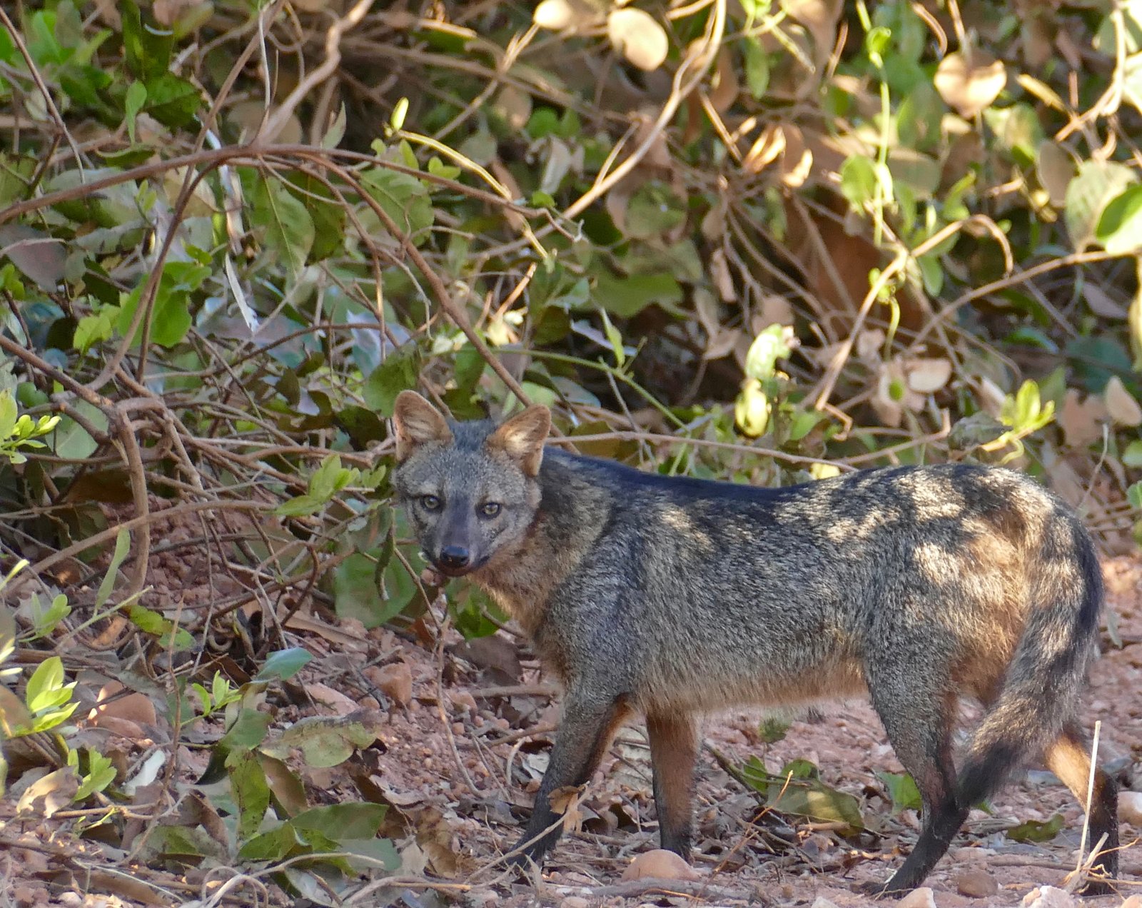 藪の縁を歩く成獣のカニクイイヌ