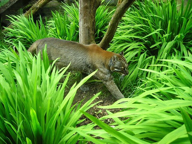 緑の植生の中を歩くアジアゴールデンキャット