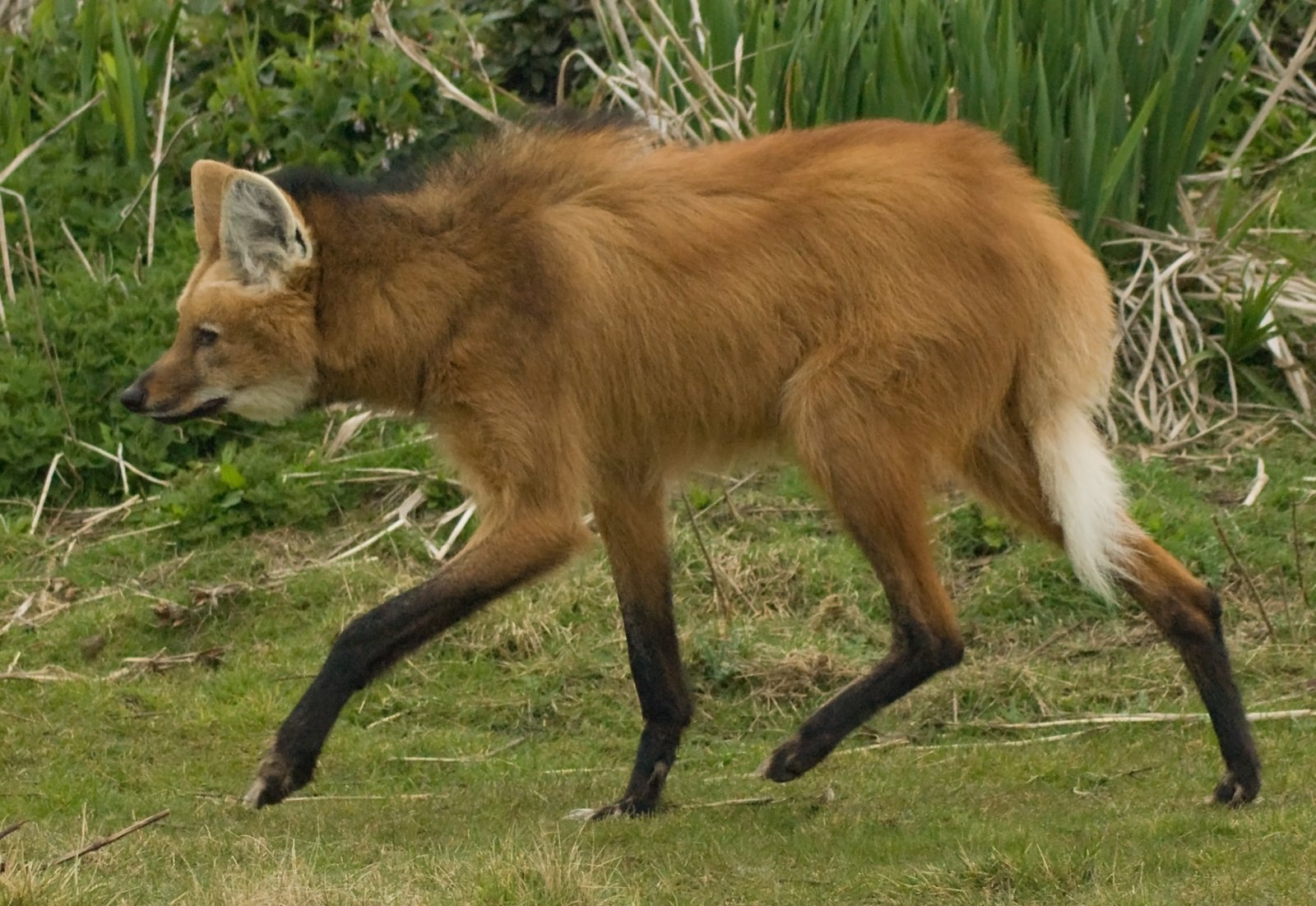 草地で歩む赤毛と黒鬣のタテガミオオカミ
