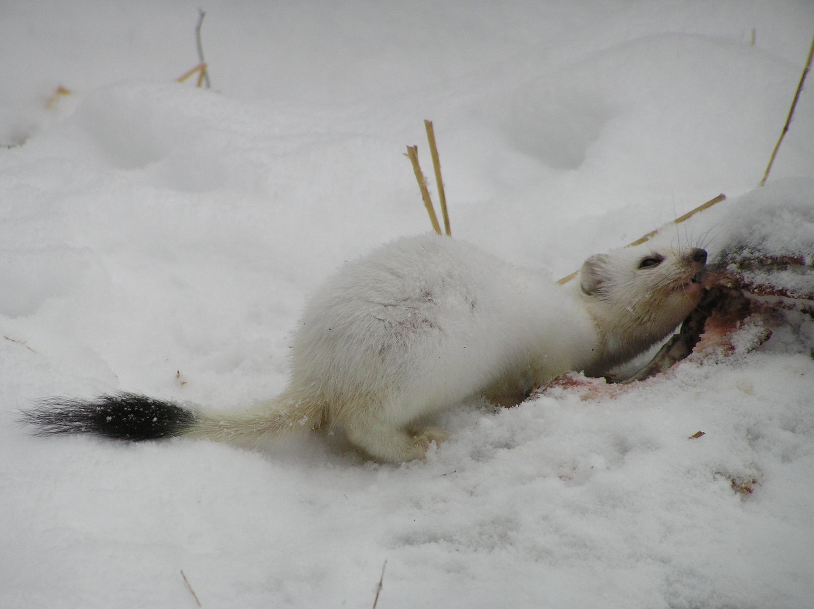 雪原で食事をするオコジョの冬毛
