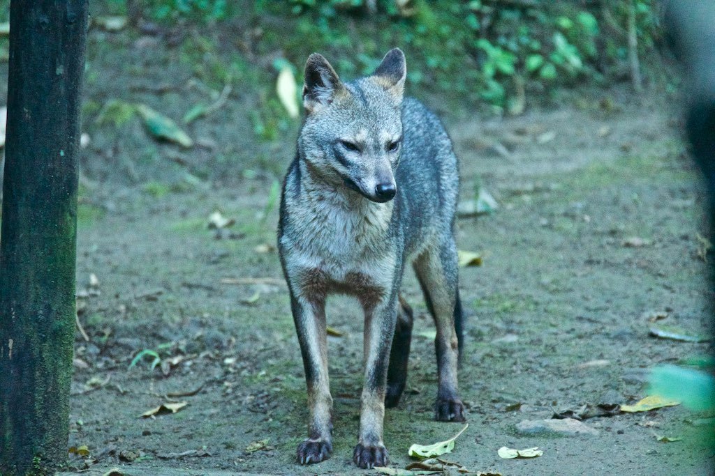 森の小道に立つカニクイイヌの正面