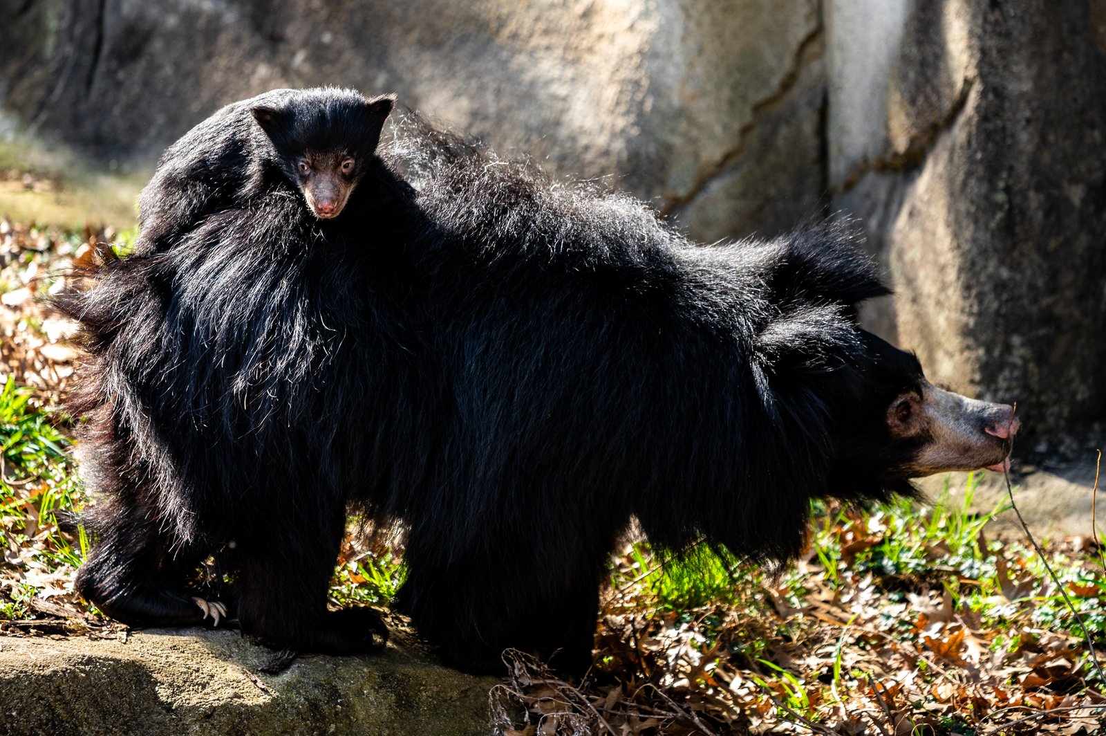 母の背に乗るナマケグマ仔と母の側面