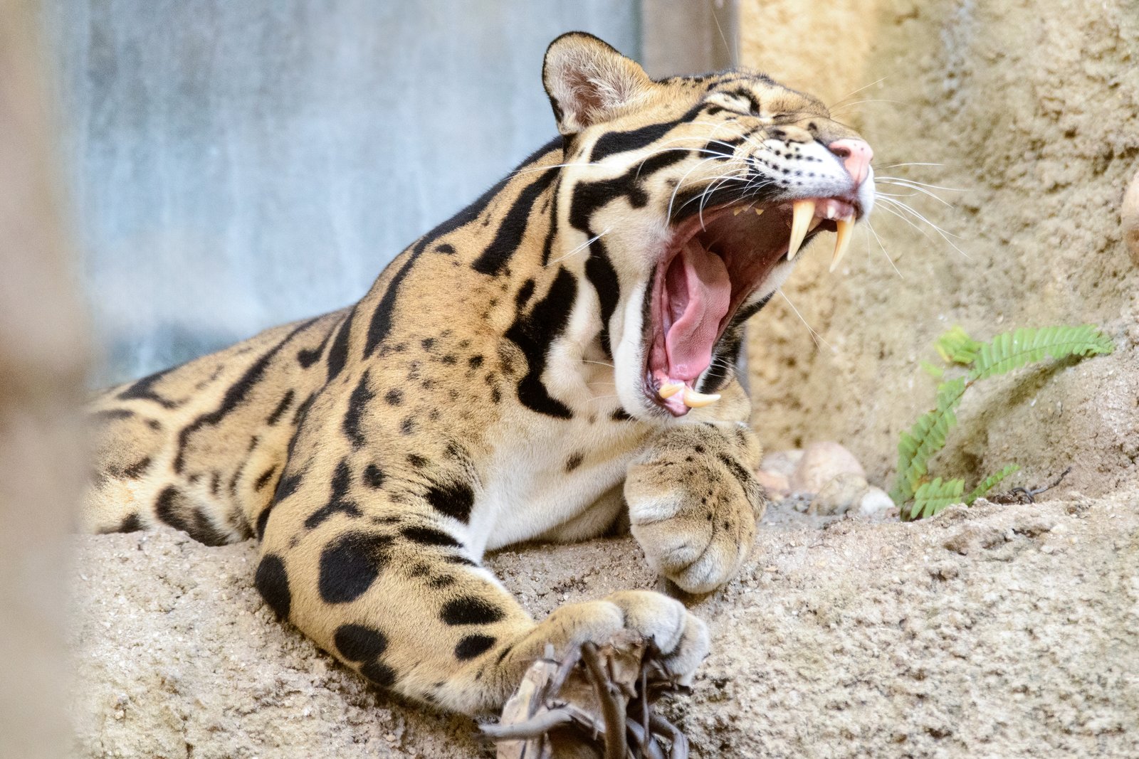 大きな牙を剥き出してあくびをするウンピョウ