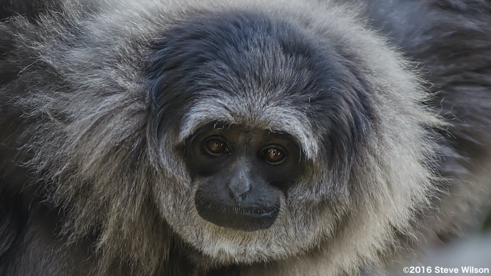 ワウワウテナガザル
